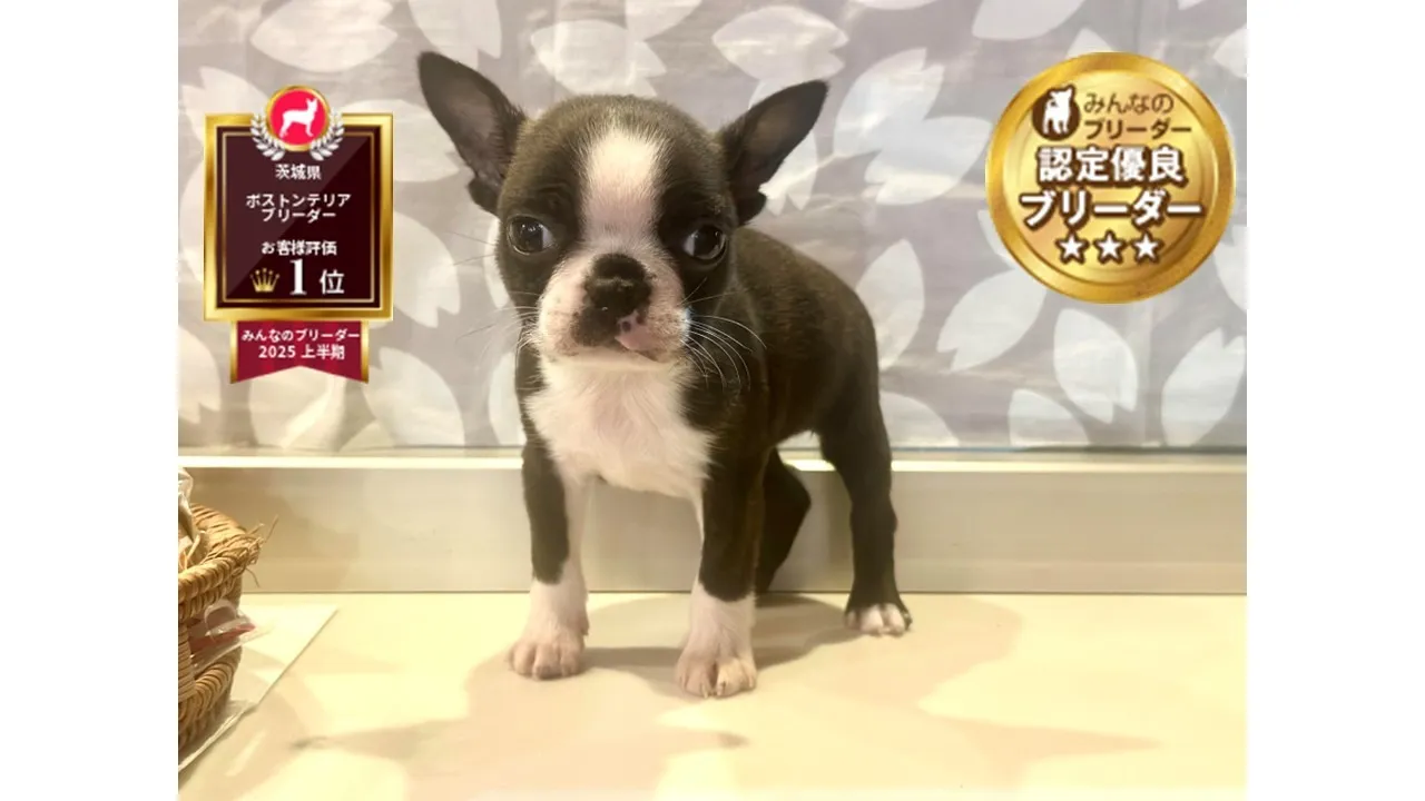 認定優良ブリーダー